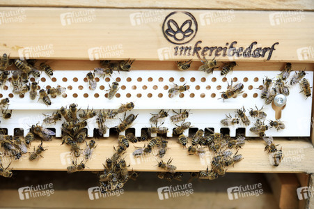 Bienen in Brandenburg