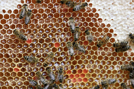 Bienen in Brandenburg