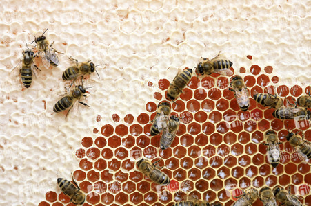 Bienen in Brandenburg