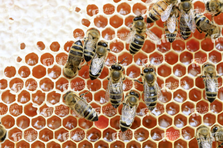 Bienen in Brandenburg