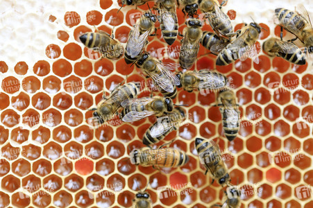 Bienen in Brandenburg