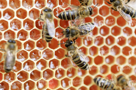 Bienen in Brandenburg