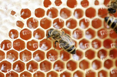 Bienen in Brandenburg