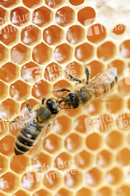 Bienen in Brandenburg