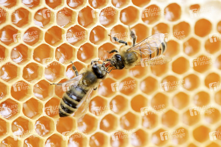 Bienen in Brandenburg