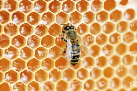Bienen in Brandenburg