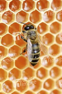 Bienen in Brandenburg
