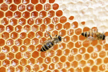 Bienen in Brandenburg