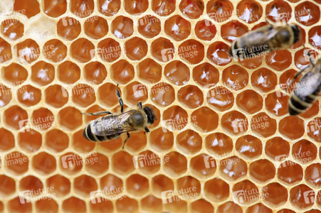 Bienen in Brandenburg
