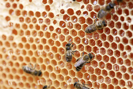 Bienen in Brandenburg