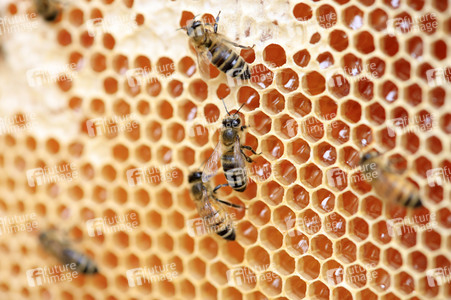 Bienen in Brandenburg
