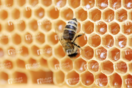 Bienen in Brandenburg
