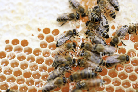 Bienen in Brandenburg