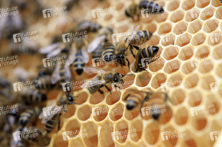 Bienen in Brandenburg