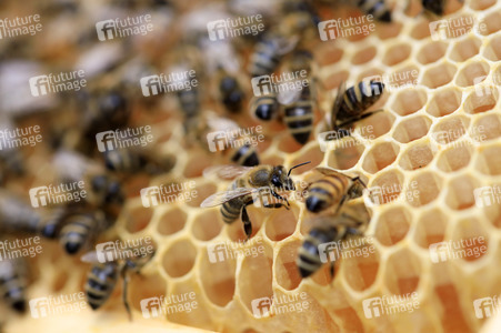 Bienen in Brandenburg