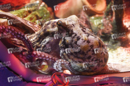 Oktopus Oktavius feiert Unterwasser Geburtstag in Berlin