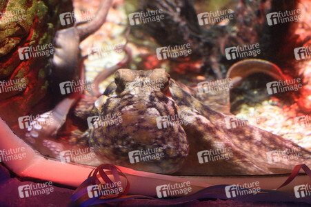 Oktopus Oktavius feiert Unterwasser Geburtstag in Berlin