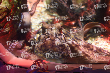 Oktopus Oktavius feiert Unterwasser Geburtstag in Berlin