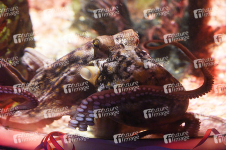 Oktopus Oktavius feiert Unterwasser Geburtstag in Berlin