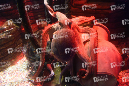 Oktopus Oktavius feiert Unterwasser Geburtstag in Berlin