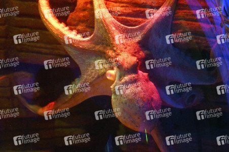 Oktopus Oktavius feiert Unterwasser Geburtstag in Berlin