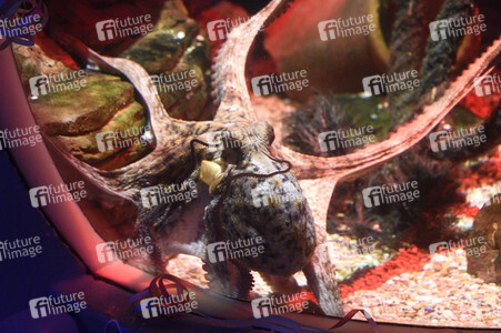 Oktopus Oktavius feiert Unterwasser Geburtstag in Berlin