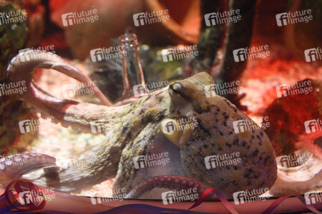 Oktopus Oktavius feiert Unterwasser Geburtstag in Berlin