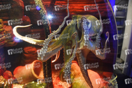 Oktopus Oktavius feiert Unterwasser Geburtstag in Berlin