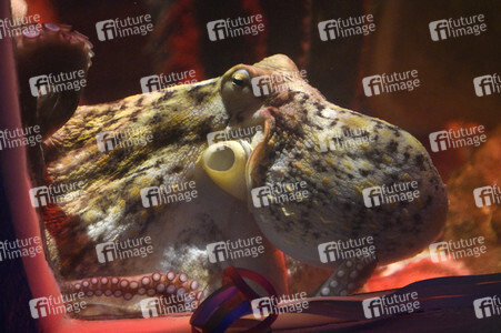 Oktopus Oktavius feiert Unterwasser Geburtstag in Berlin