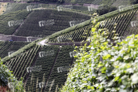 Weinberge bei Dernau