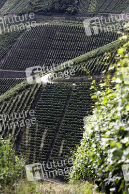 Weinberge bei Dernau