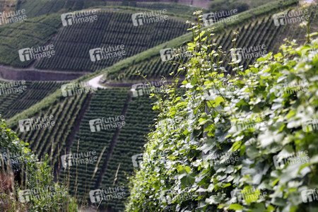 Weinberge bei Dernau