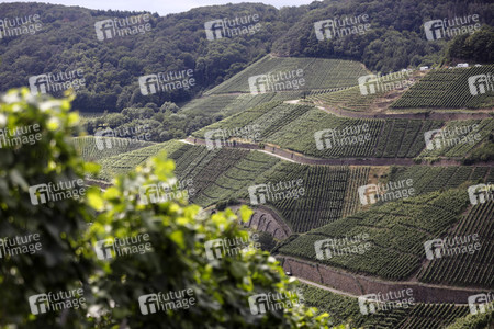 Weinberge bei Dernau