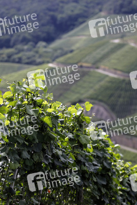 Weinberge bei Dernau