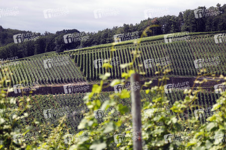 Weinberge bei Dernau