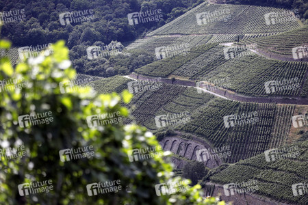 Weinberge bei Dernau