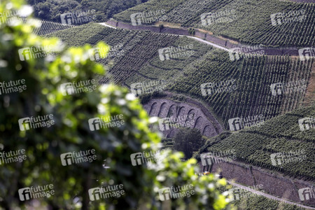 Weinberge bei Dernau