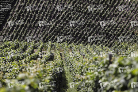 Weinberge bei Dernau