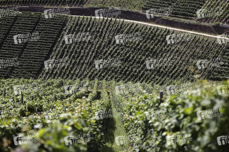 Weinberge bei Dernau