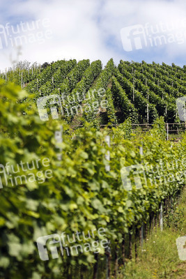 Weinberge bei Dernau