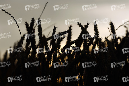Symbolfoto Getreide