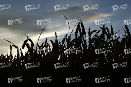 Symbolfoto Getreide