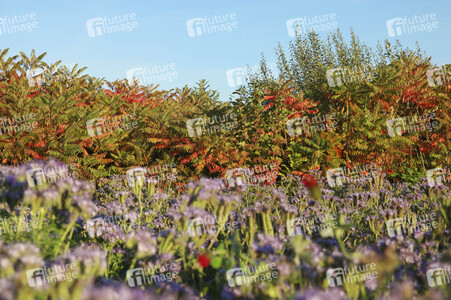 'Welttag des Naturschutzes' - Bodypainting