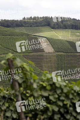 Weinberge in Dernau