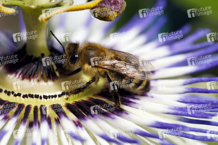 Symbolfoto Glyphosat-Verbot