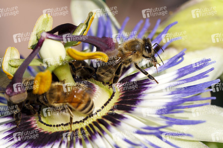 Symbolfoto Glyphosat-Verbot