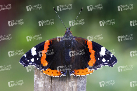 Symbolfoto Glyphosat-Verbot