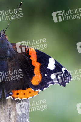 Symbolfoto Glyphosat-Verbot