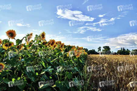 Sonnenblumen in Altwarmbüchen