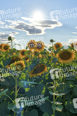 Sonnenblumen in Altwarmbüchen